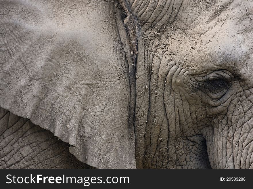 Elephant head closeup