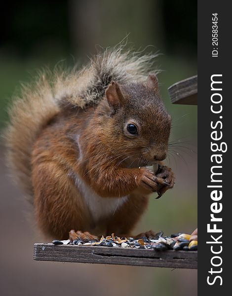 Squirrel portrait