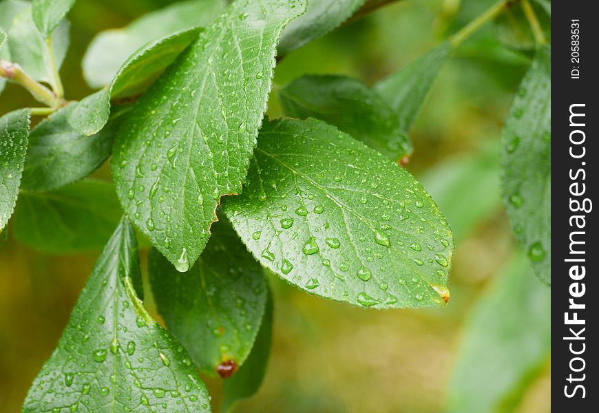 Plum tree leafs on a sunny day. The picture was taken after it rained heavily. Many of the raindrops are visible lying on the leaves. Plum tree leafs on a sunny day. The picture was taken after it rained heavily. Many of the raindrops are visible lying on the leaves.