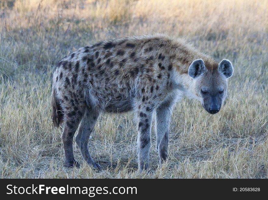 Spotted Hyena in Kruger National Park, South Africa