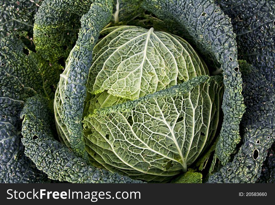 Organically grown savoy cabbage head with superficial pest damage. Organically grown savoy cabbage head with superficial pest damage