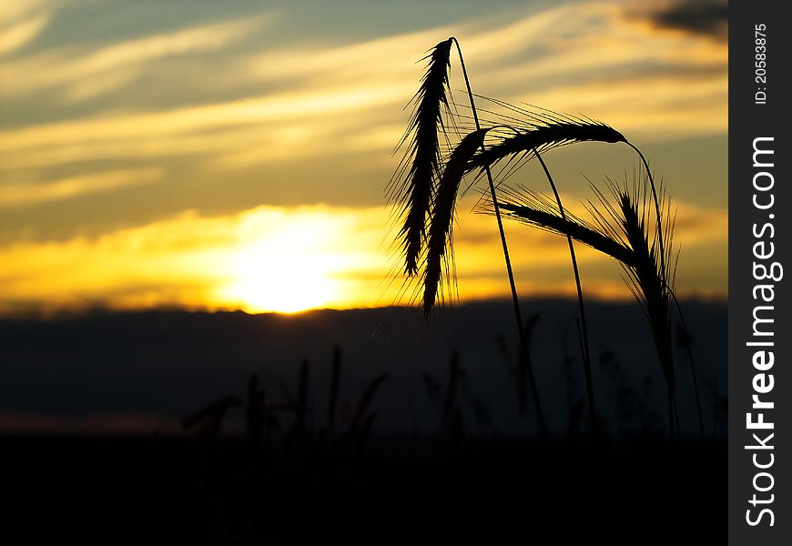 Silhouette of wheat on the field during a beautiful sunset