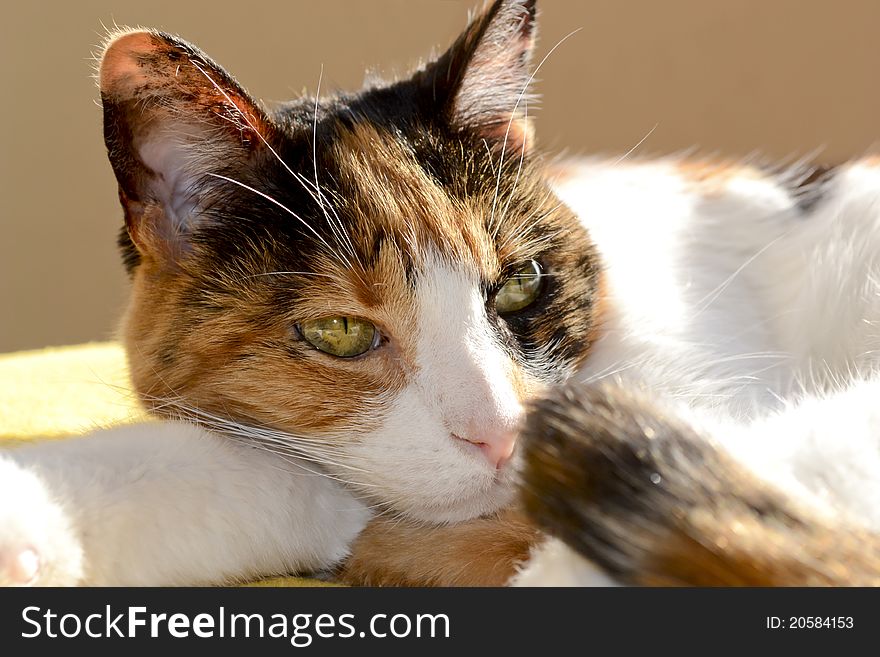 Calico cat resting at sunlight over warm background. Calico cat resting at sunlight over warm background.