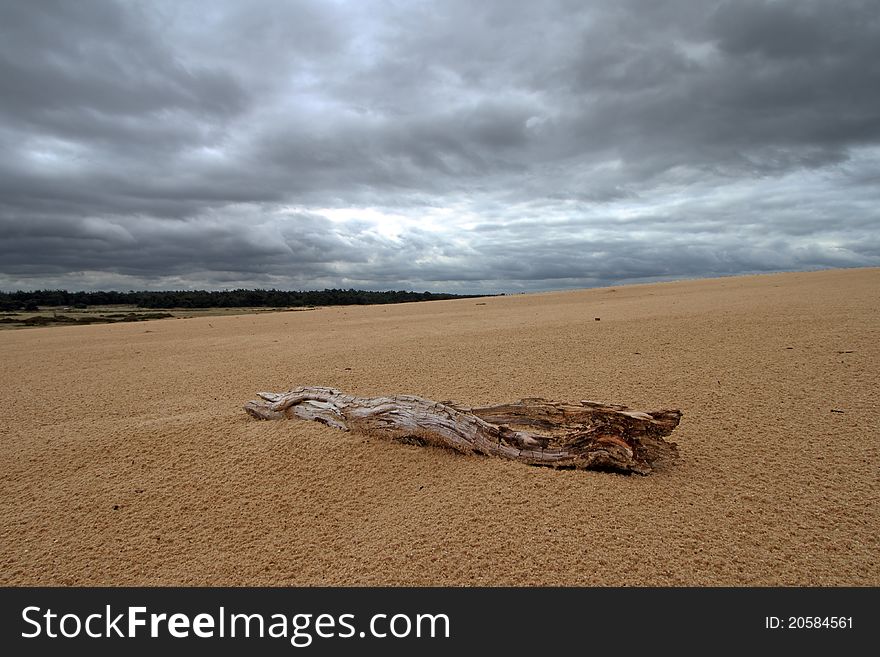 Dead tree lying in the sand of the Veluwe. Dead tree lying in the sand of the Veluwe