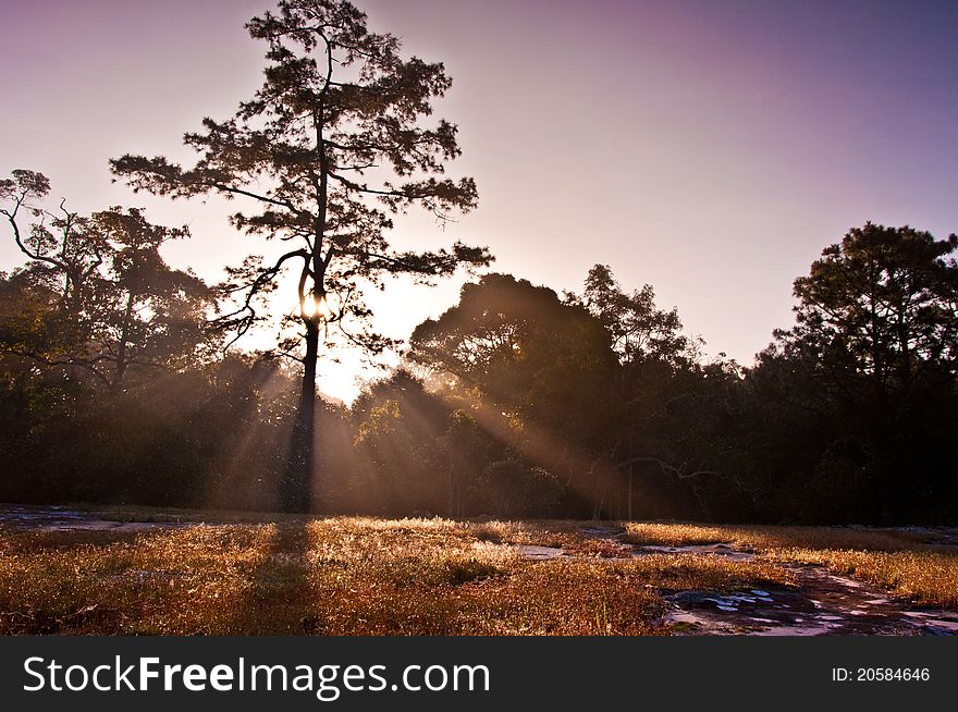 Clear Rays Of Light Shining Through The Forest In