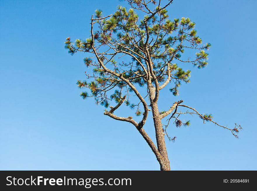 Pine tree with a bright sky. Pine tree with a bright sky.