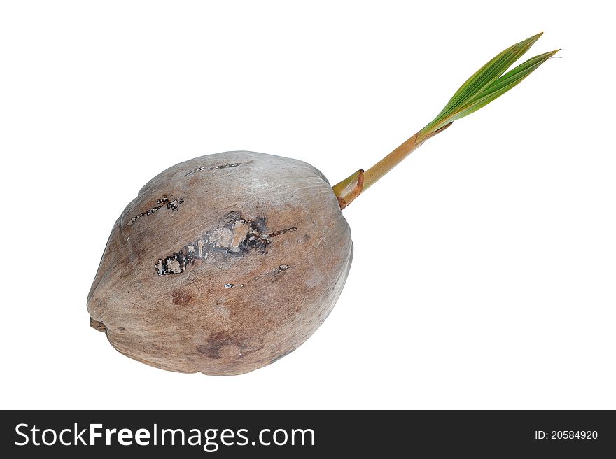 Ripe Coconut With Shoot. Image Is Isolated On White Background