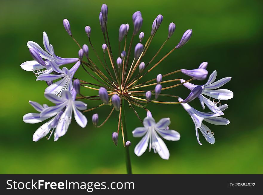 Blue flowers of an Agapanthus plant against a blurred green background. Blue flowers of an Agapanthus plant against a blurred green background