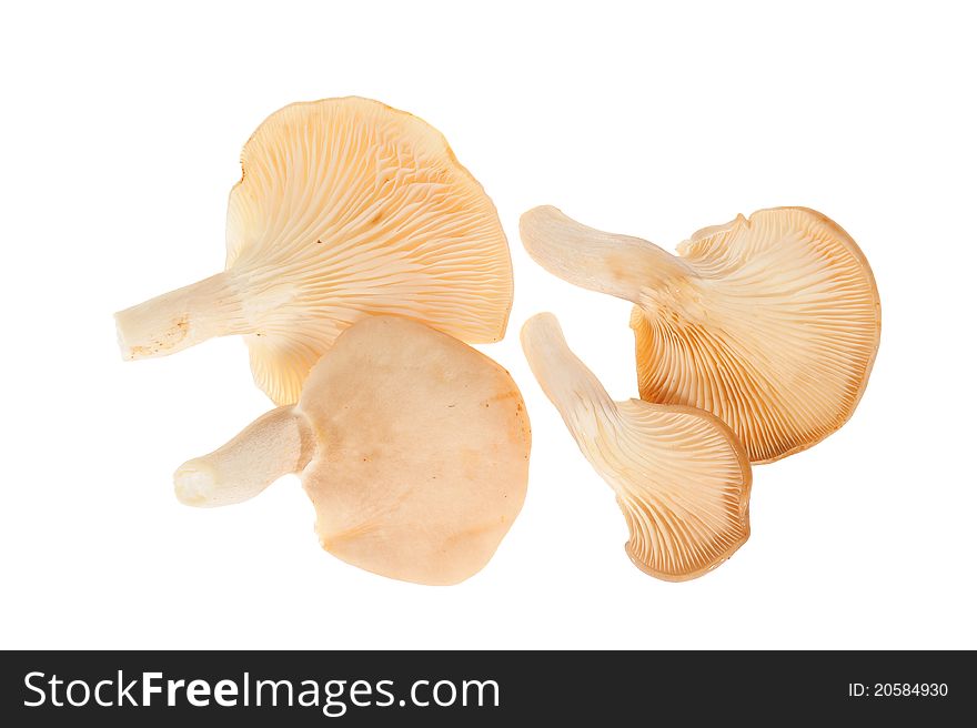 Edible Mushroom Isolated On White Background