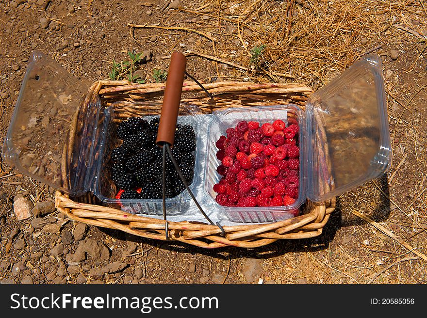 Red raspberries and black blackberry in the basket on the dirt floor. Red raspberries and black blackberry in the basket on the dirt floor