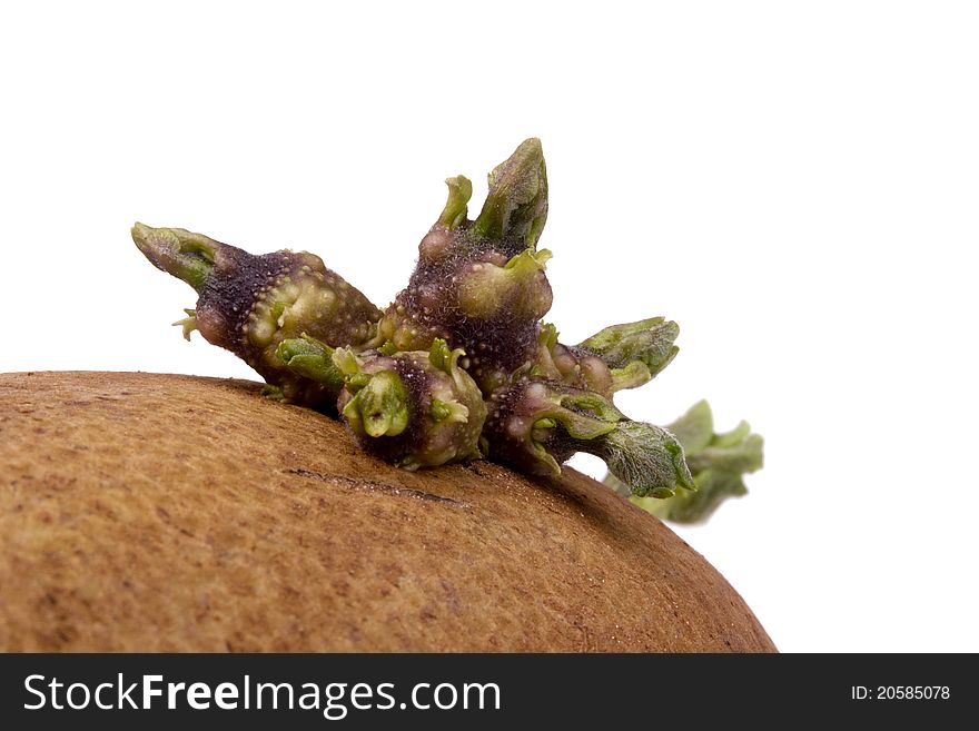 Green potato sprout on a brown potato on a white background.