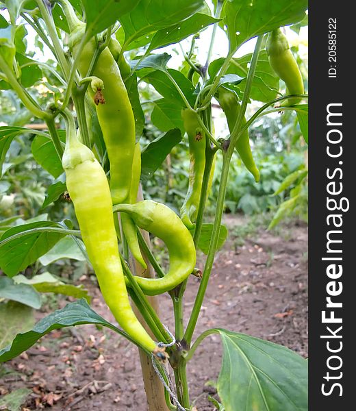 Biological  Unripe Tomatoes