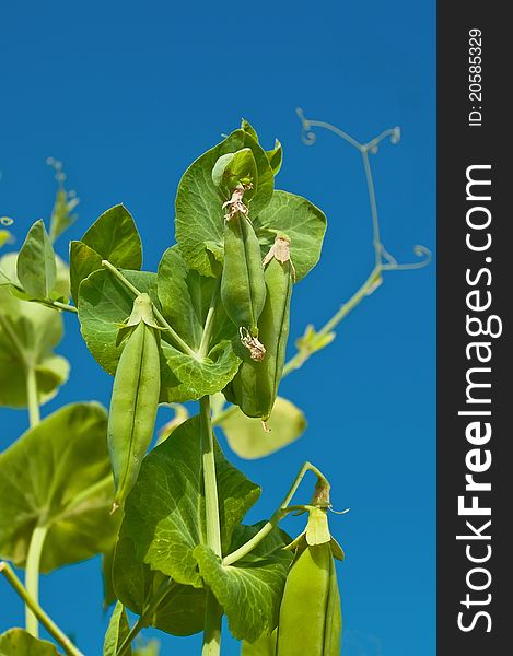 Green peas against the sky