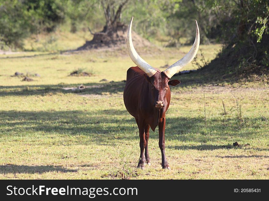 An Ankole Bull with large horns standing in a dry field in eastern Uganda, east Africa.