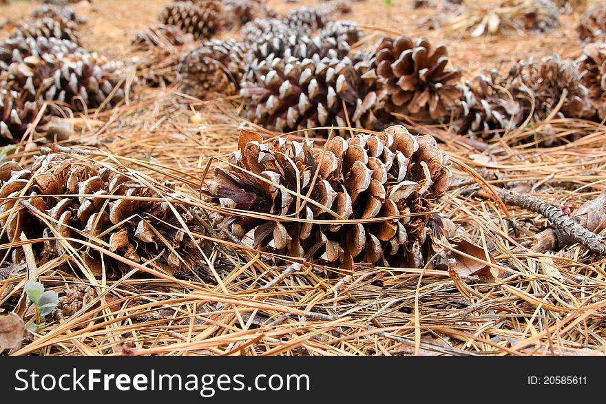 Pine cones are lying in the forest on fir-needles.