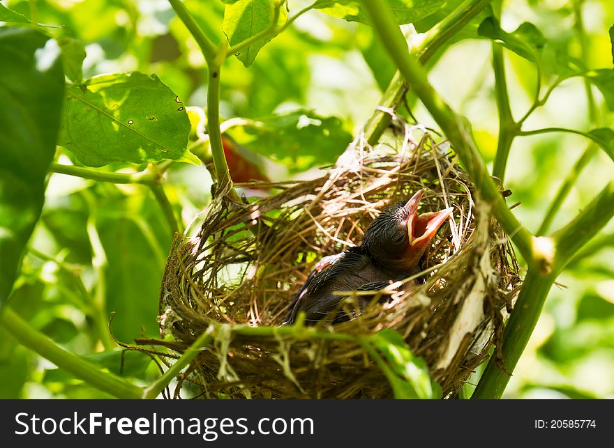 Baby Robins in a nest wanting the mother bird to come and feed them