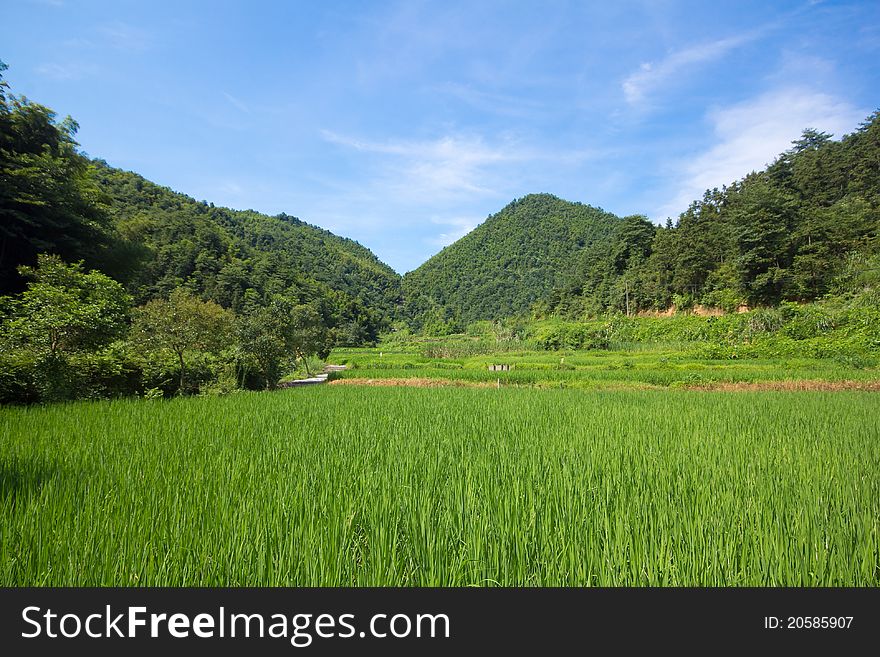 Lush green rice field with a blue sky and clouds. Lush green rice field with a blue sky and clouds