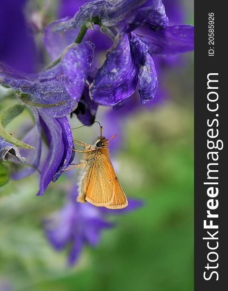 A skipper butterfly feeding on a delphinium in a garden in Littlefork, MN. A skipper butterfly feeding on a delphinium in a garden in Littlefork, MN.