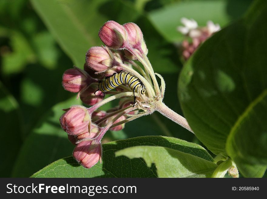 Monarch Butterfly Caterpilar on Milkweed