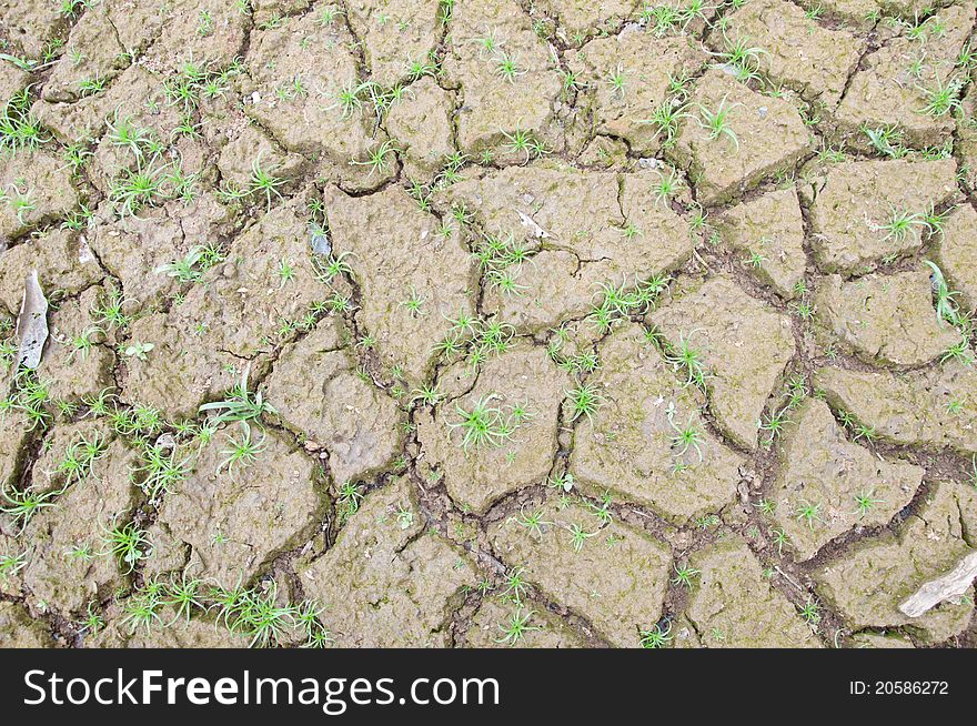 A picture of cracked soil with less plants