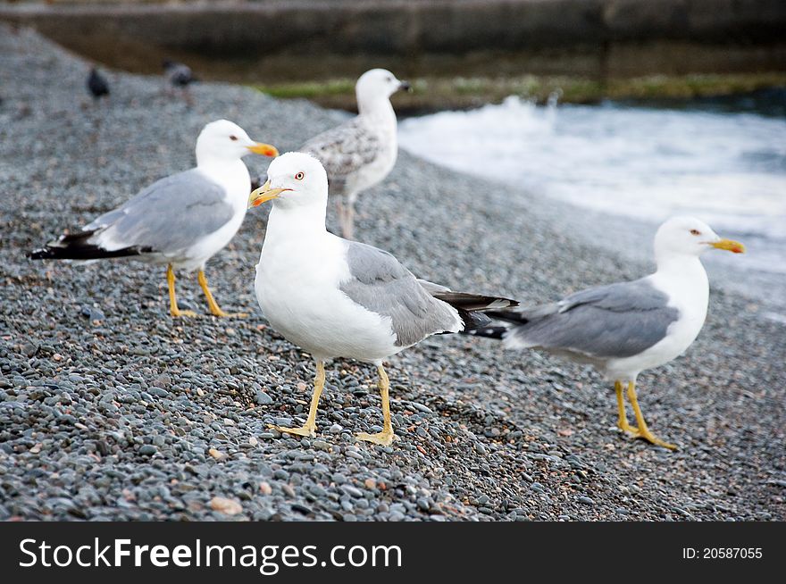 Sea Gulls