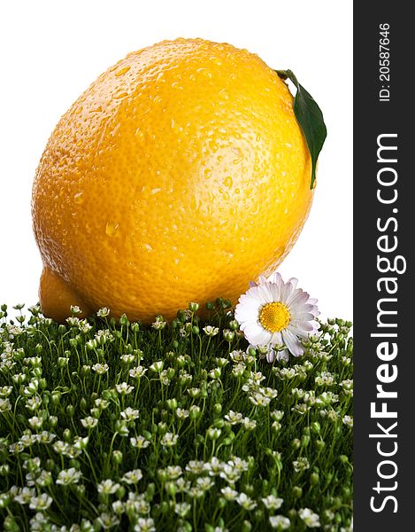 Fresh lemon on a green grass isolated on a white background