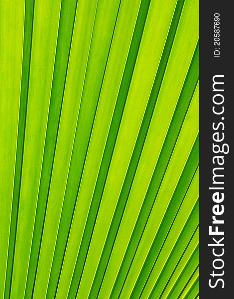 Backlit fresh green palm leaf as a background. Backlit fresh green palm leaf as a background