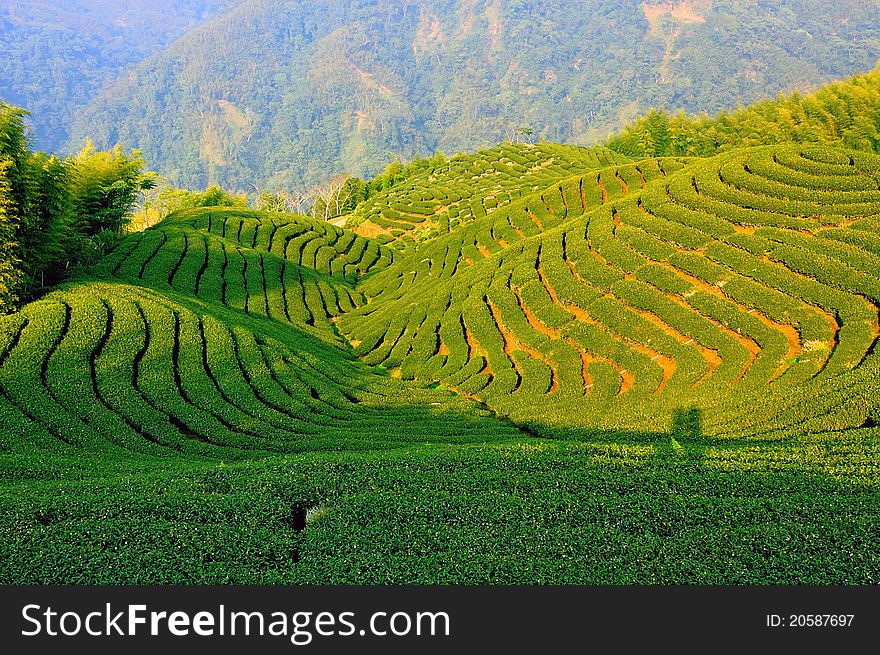 Tea plantation in the mountaintop