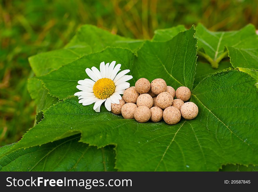 Pills with chamomile flower lying on leaf in garden. Pills with chamomile flower lying on leaf in garden
