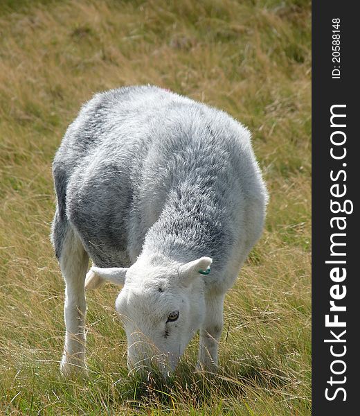 White sheep eating grass in England\'s Lake District. White sheep eating grass in England\'s Lake District