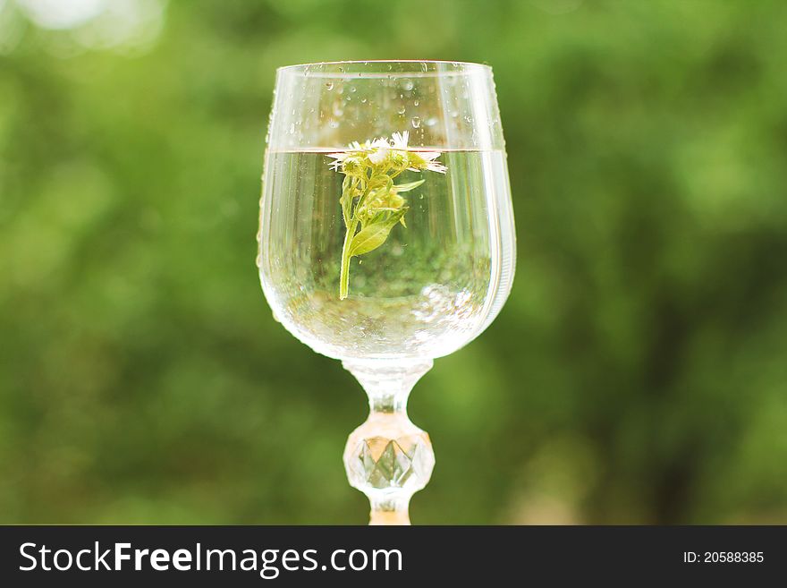 Glass goblet with water and chamomile