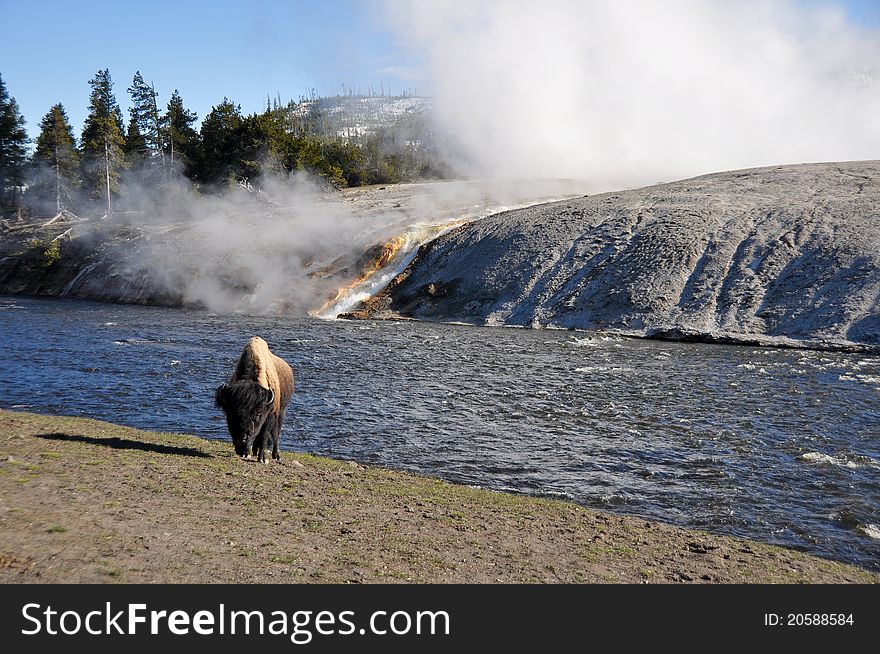 American bison near Excelsior geyser, Yellowstone