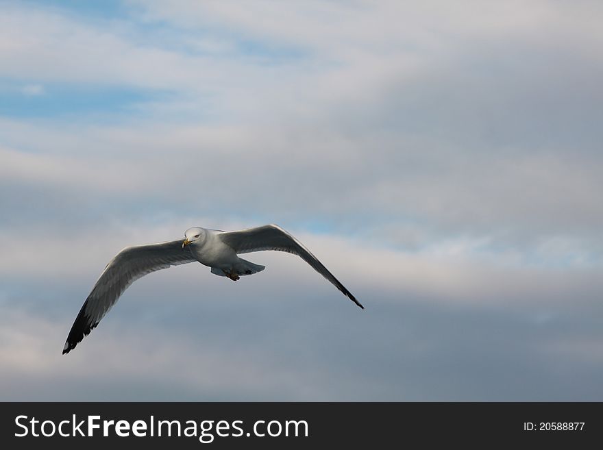 Seagull Flying