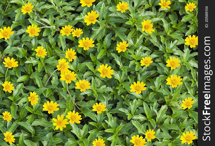 Yellow Flowers Texture