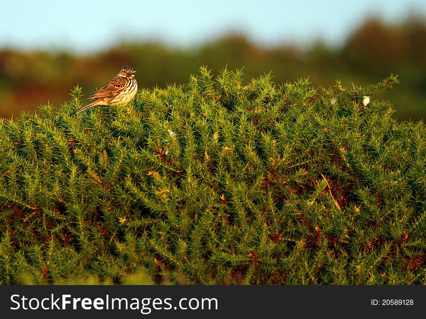 Skylark perched on moorland gorse with food supply for her nearby fledglings. Skylark perched on moorland gorse with food supply for her nearby fledglings.