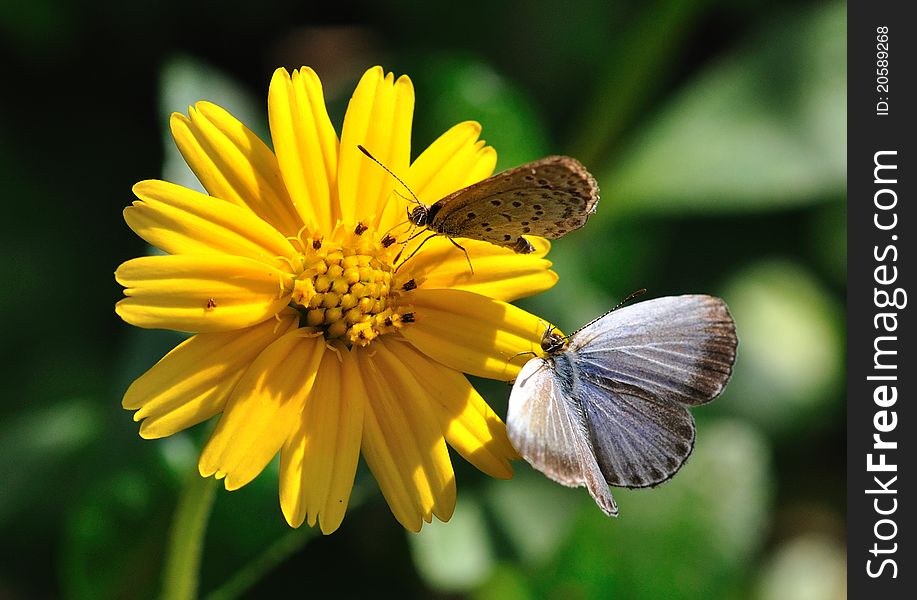 A couple of butterflies stopped on the chrysanthemum. In the sunshine the whole scene was cozy. A couple of butterflies stopped on the chrysanthemum. In the sunshine the whole scene was cozy.