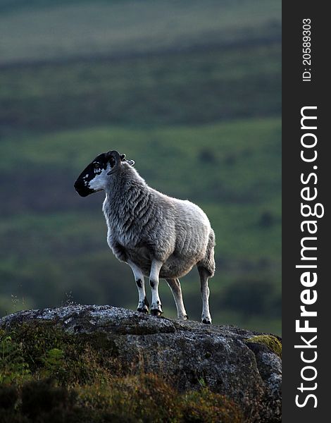 Black faced Dartmoor Scotch sheep, indigenous species to Dartmoor in South Devon & the highlands of Scotland. Bred for their hardiness in these sometimes harsh conditions. Black faced Dartmoor Scotch sheep, indigenous species to Dartmoor in South Devon & the highlands of Scotland. Bred for their hardiness in these sometimes harsh conditions.