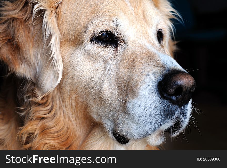 Portrait of the golden retriever. Close up