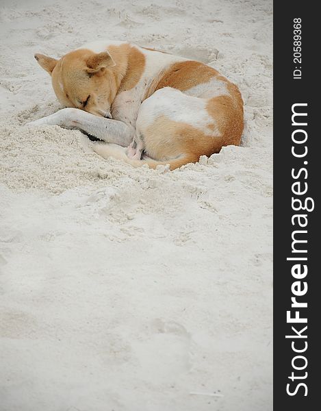 Sleeping dog on the Beach