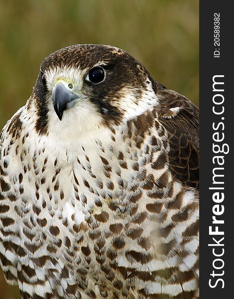 Frontal study of a peregrine cross saker falcon hybrid. This hybrid is bred for it's combined intelligence & speed. Frontal study of a peregrine cross saker falcon hybrid. This hybrid is bred for it's combined intelligence & speed.