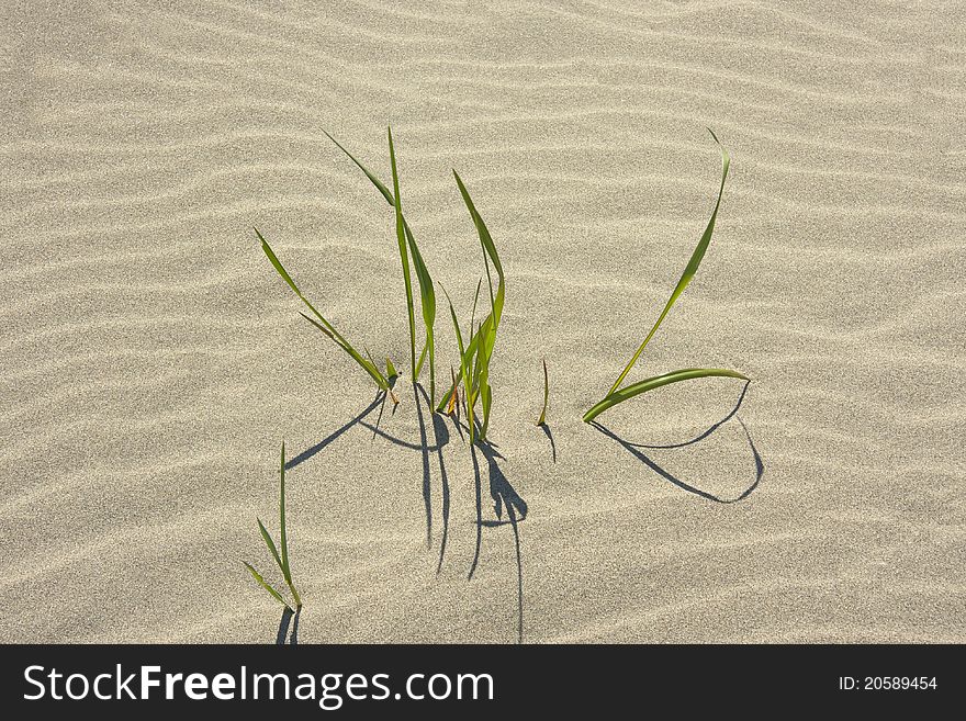 Grass is growing through the sand. Grass is growing through the sand