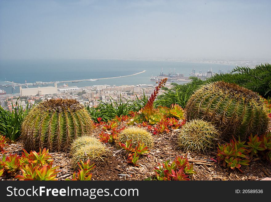 Big and small cactuses on the Mediterranean seaside close by city. Big and small cactuses on the Mediterranean seaside close by city