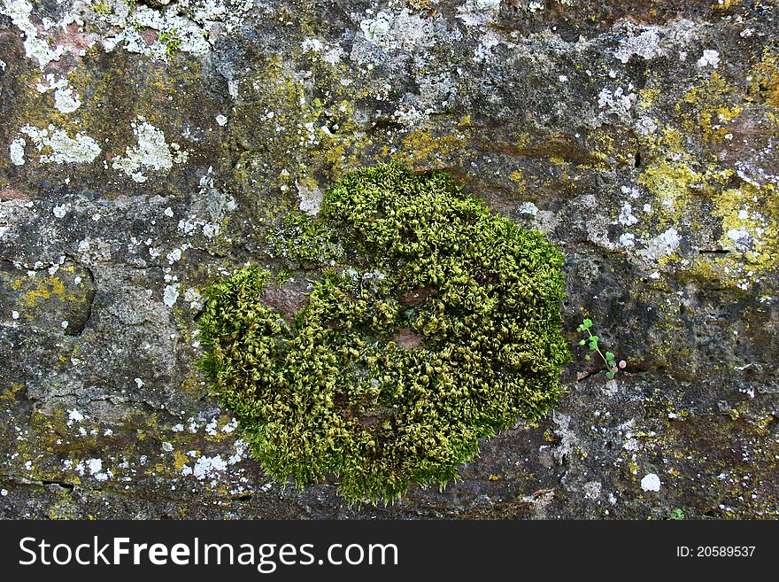 Weathered wall with moss growing. Weathered wall with moss growing