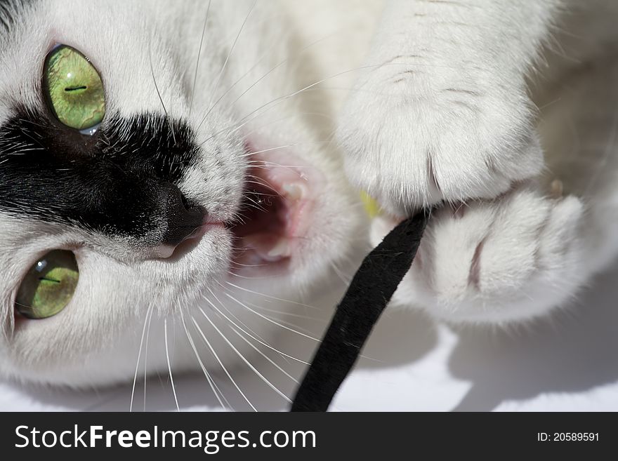 Close up of a cat plays with a toy mouse