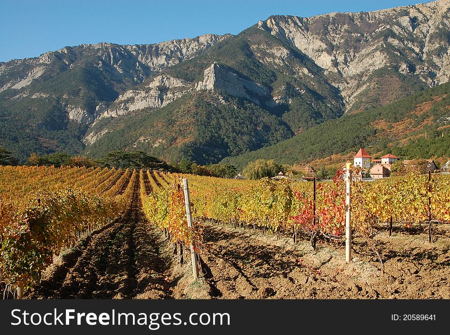 Grape field in front of mountains