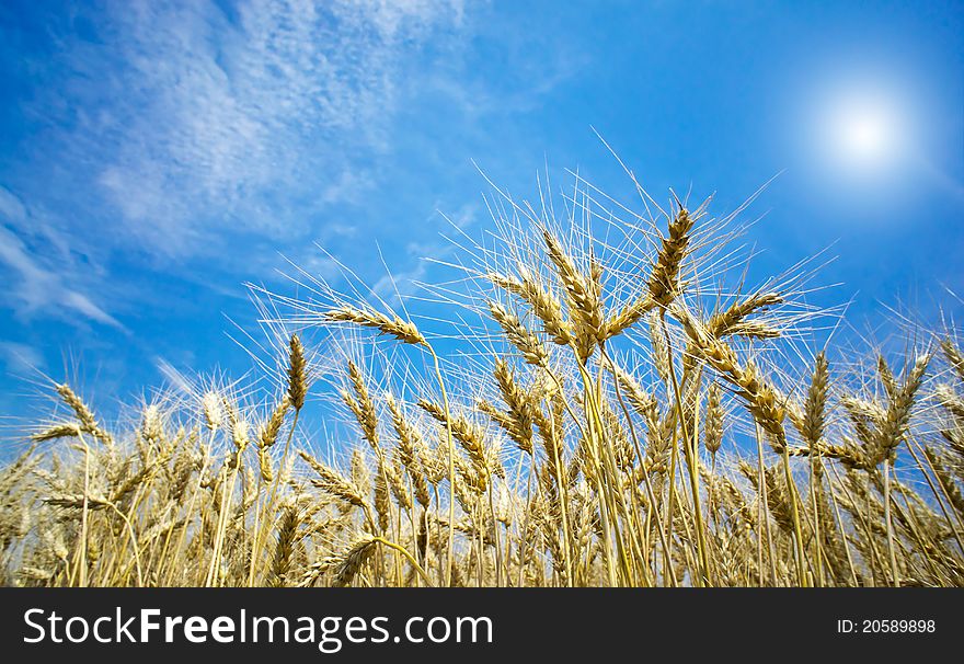 Golden, ripe wheat against blue sky background. Golden, ripe wheat against blue sky background.