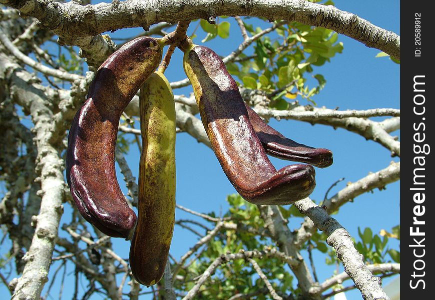 Photo of pods on a tree taken in Portugal. Photo of pods on a tree taken in Portugal.