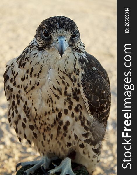 Arabian falcon in falconry trip, Kuwait desert