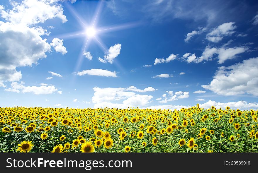 Nice summer field of sunflowers and sun in the blue sky. Nice summer field of sunflowers and sun in the blue sky.