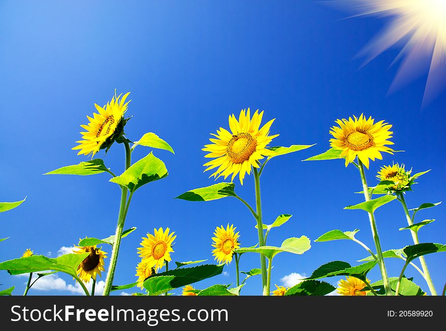 Fun sunflowers growth against blue sky and sun. Fun sunflowers growth against blue sky and sun.